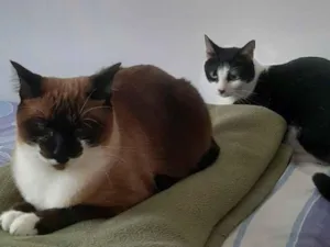 Gato raça SRD-ViraLata idade 3 anos nome Valentina y Verónica 