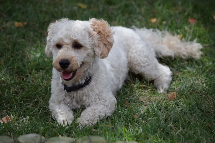 Cachorro raça Poodle idade 4 anos nome HULK