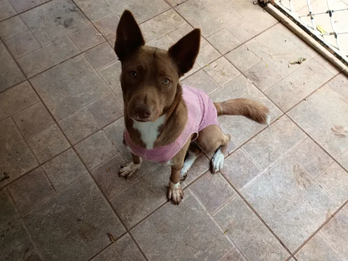 Cachorro raça SRD-ViraLata idade 1 ano nome Totinha