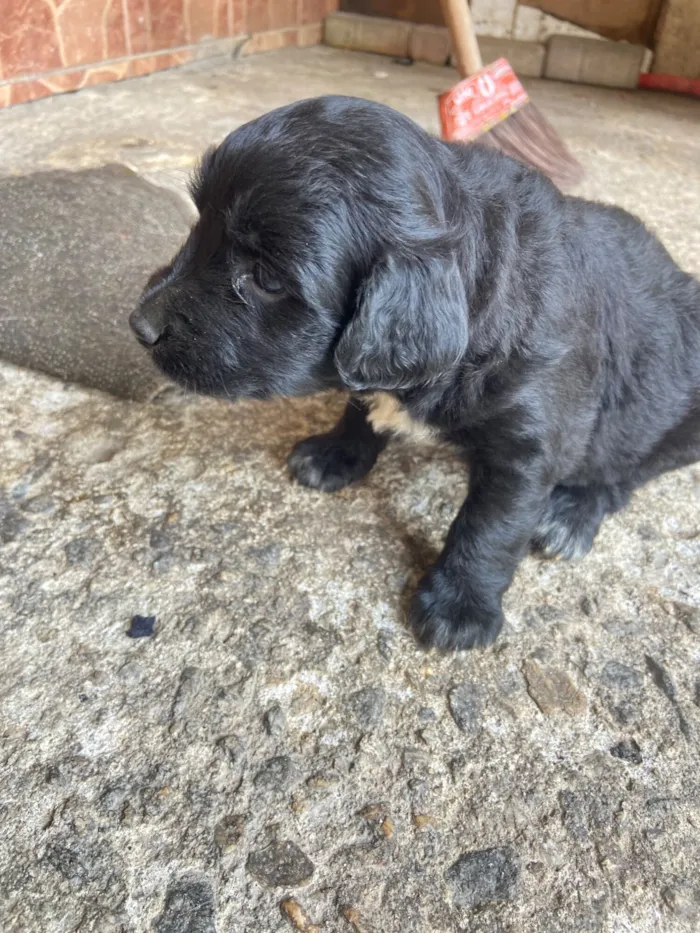 Cachorro raça SRD-ViraLata idade Abaixo de 2 meses nome Priscilla 