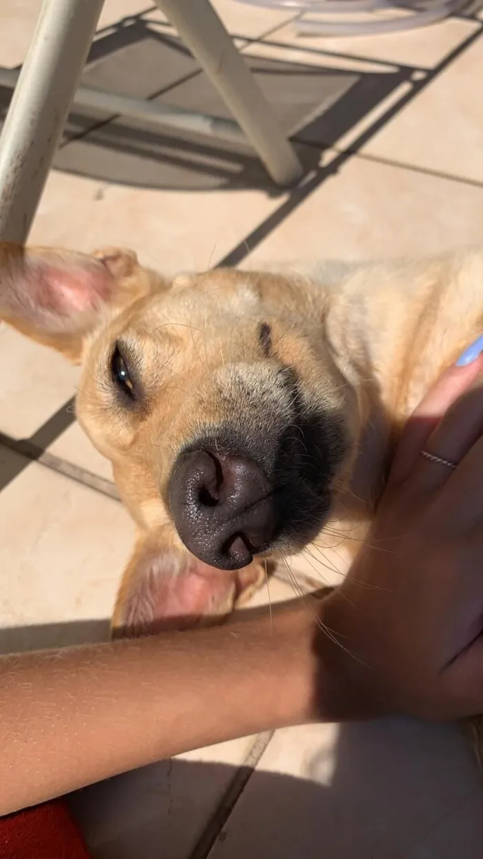 Cachorro raça SRD-ViraLata idade 6 ou mais anos nome Mel