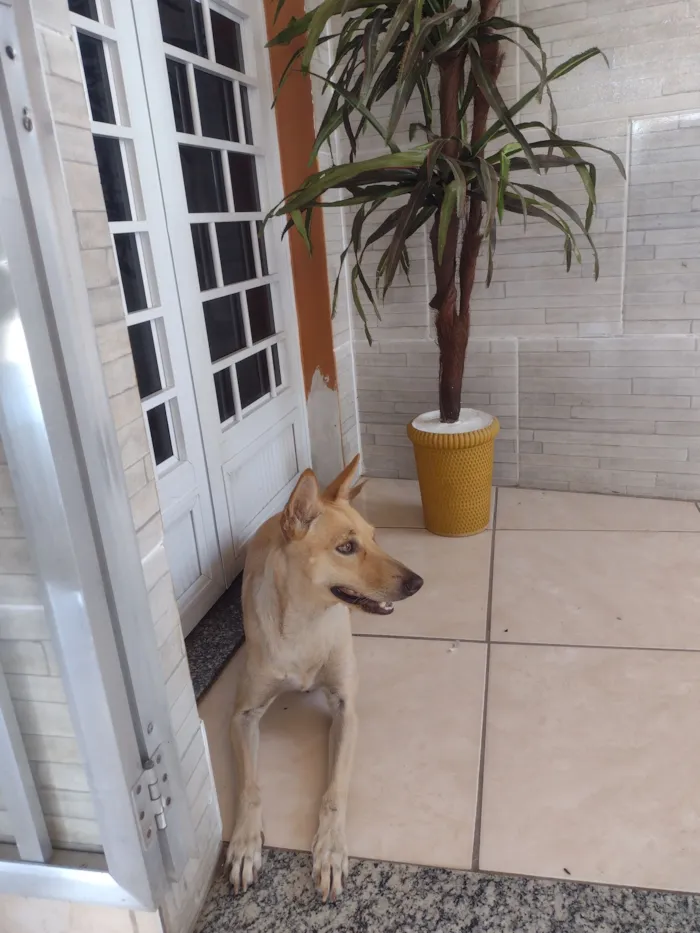 Cachorro raça SRD-ViraLata idade 6 ou mais anos nome Mel