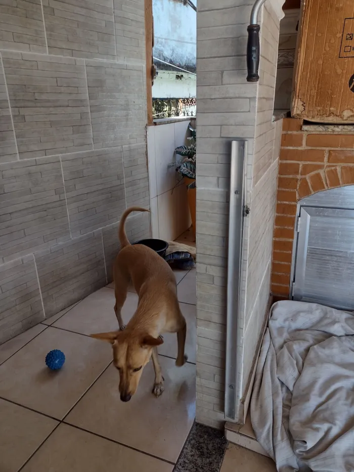 Cachorro raça SRD-ViraLata idade 6 ou mais anos nome Mel