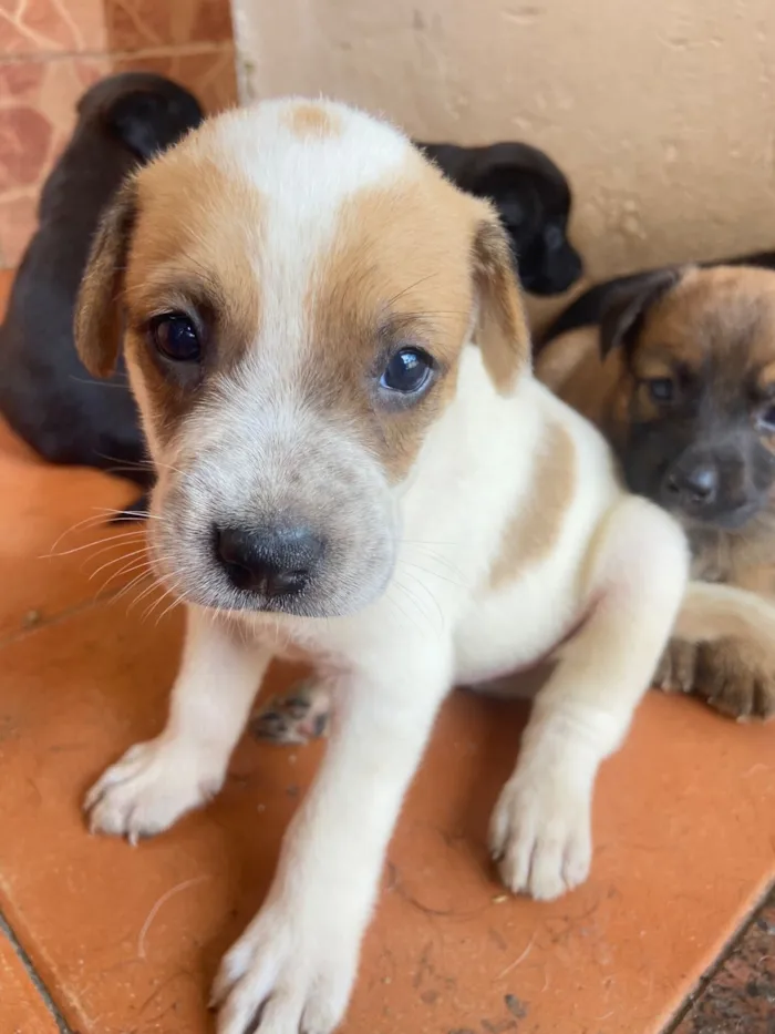 Cachorro raça SRD-ViraLata idade Abaixo de 2 meses nome Priscilla 