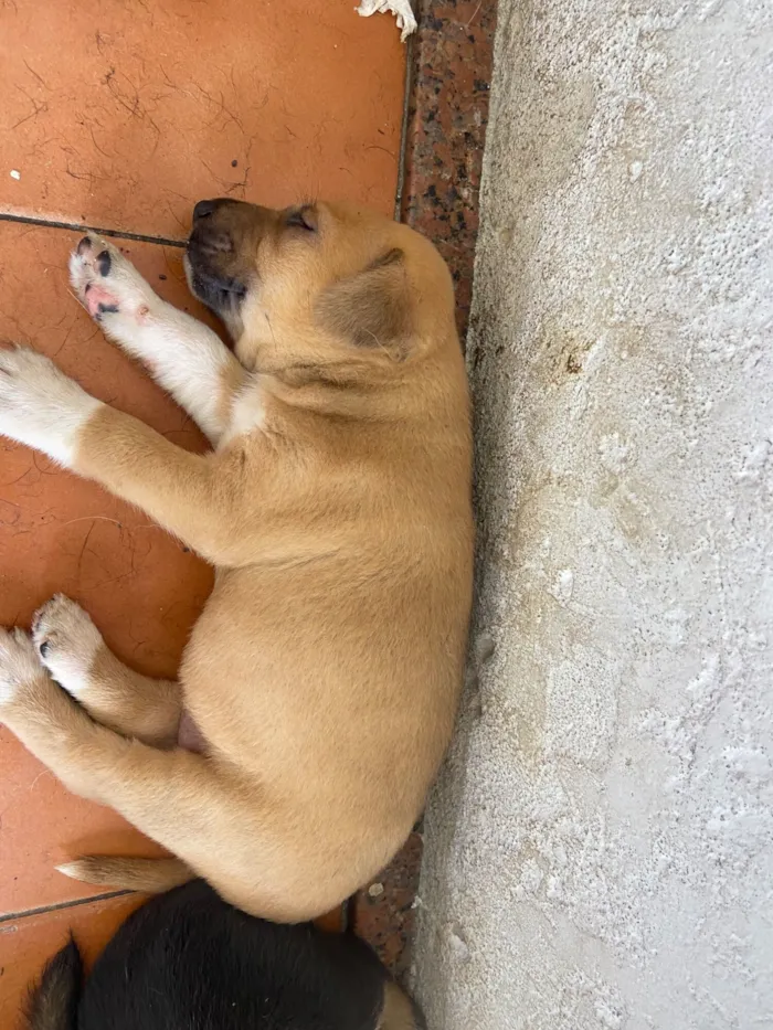 Cachorro raça SRD-ViraLata idade Abaixo de 2 meses nome Priscilla 