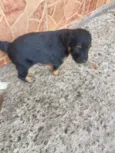 Cachorro raça SRD-ViraLata idade Abaixo de 2 meses nome Priscilla 