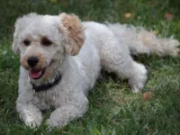 Cachorro raça Poodle idade 4 anos nome HULK