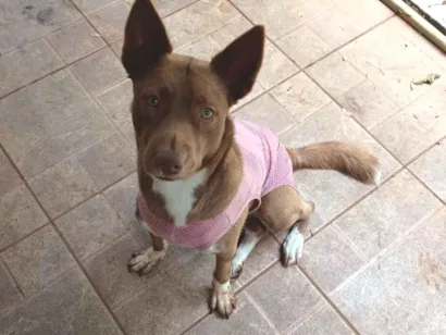 Cachorro raça SRD-ViraLata idade 1 ano nome Totinha