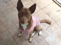 Cachorro raça SRD-ViraLata idade 1 ano nome Totinha