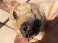 Cachorro raça SRD-ViraLata idade 6 ou mais anos nome Mel