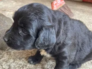 Cachorro raça SRD-ViraLata idade Abaixo de 2 meses nome Priscilla 