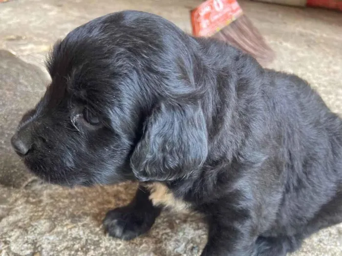 Cachorro raça SRD-ViraLata idade Abaixo de 2 meses nome Priscilla 