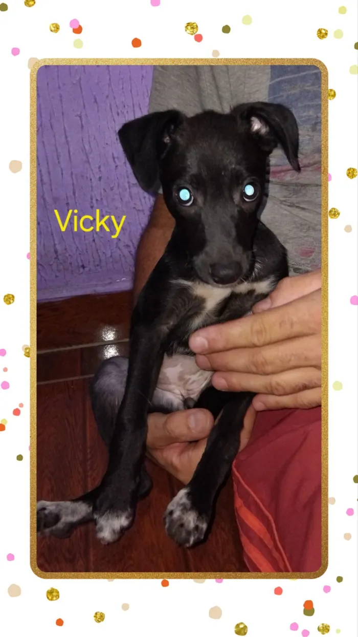 Cachorro raça SRD-ViraLata idade 2 a 6 meses nome Vicky