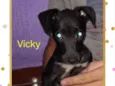 Vicky