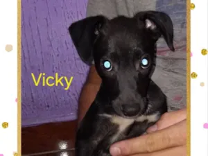 Cachorro raça SRD-ViraLata idade 2 a 6 meses nome Vicky