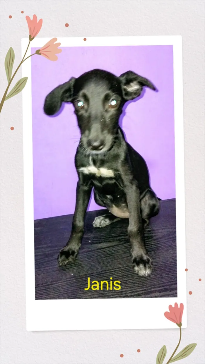 Cachorro raça SRD-ViraLata idade 2 a 6 meses nome Janis 
