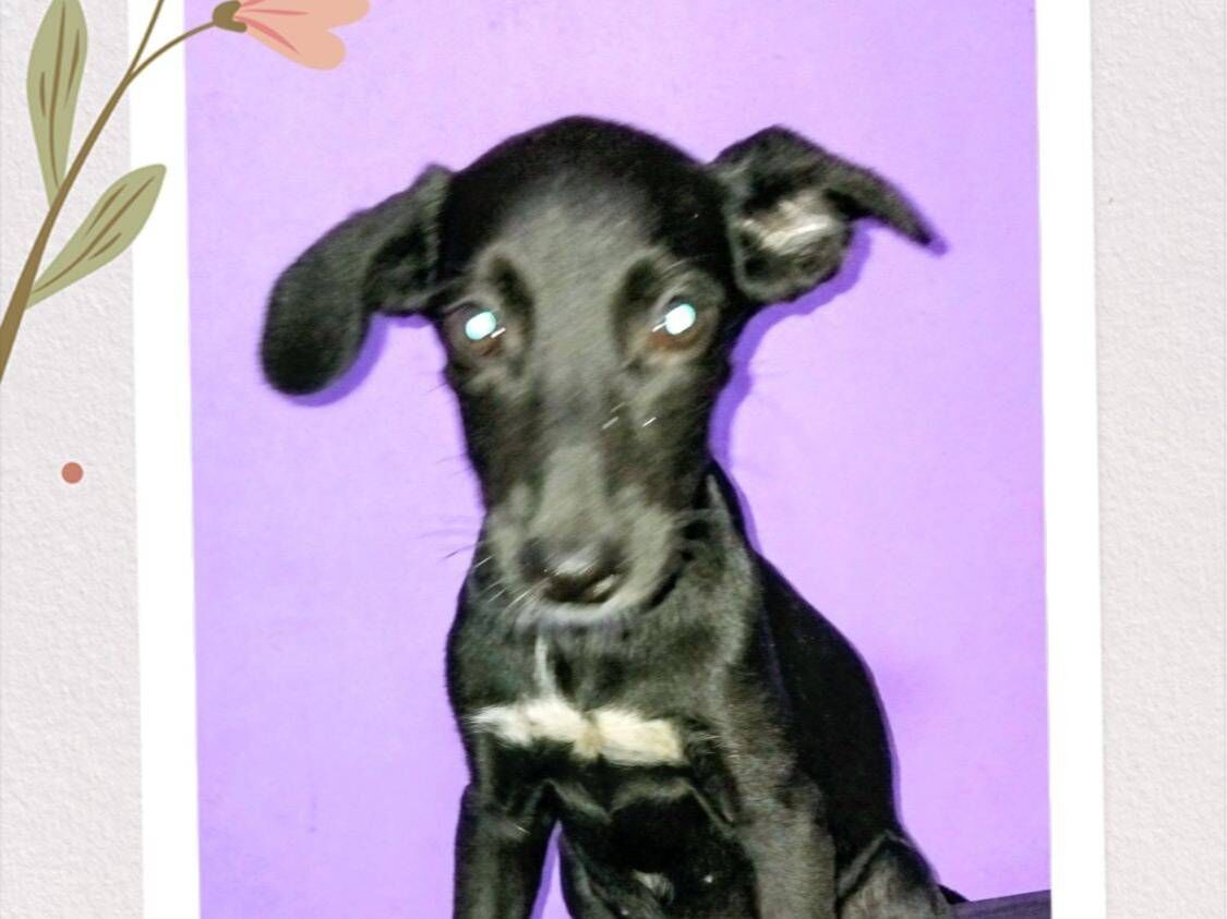 Cachorro raça SRD-ViraLata idade 2 a 6 meses nome Janis 