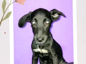 Cachorro raça SRD-ViraLata idade 2 a 6 meses nome Janis 