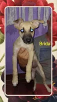 Brida