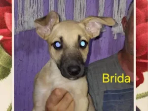 Cachorro raça SRD-ViraLata idade 2 a 6 meses nome Brida