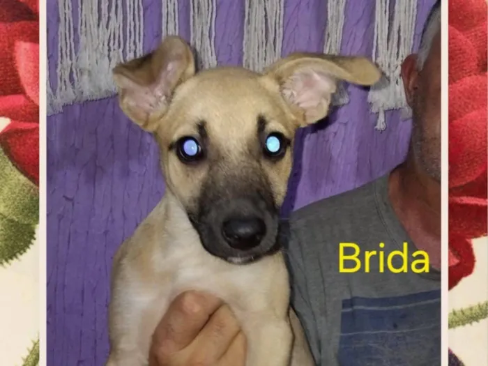 Cachorro raça SRD-ViraLata idade 2 a 6 meses nome Brida