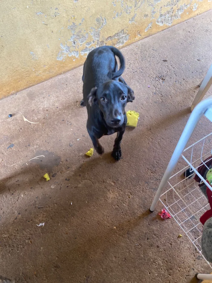 Cachorro raça SRD-ViraLata idade 2 a 6 meses nome Laila