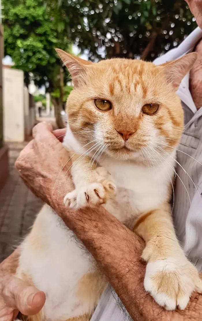 Gato raça SRD-ViraLata idade 3 anos nome GATINHO AMARELO – MARINGÁ/PR