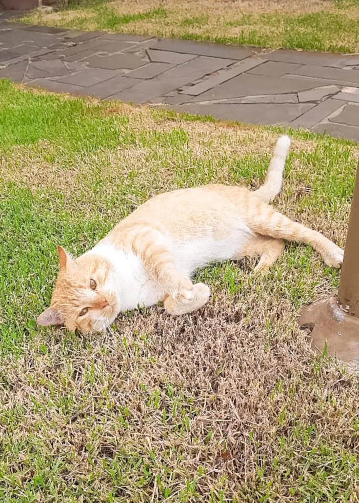 Gato raça SRD-ViraLata idade 3 anos nome GATINHO AMARELO – MARINGÁ/PR