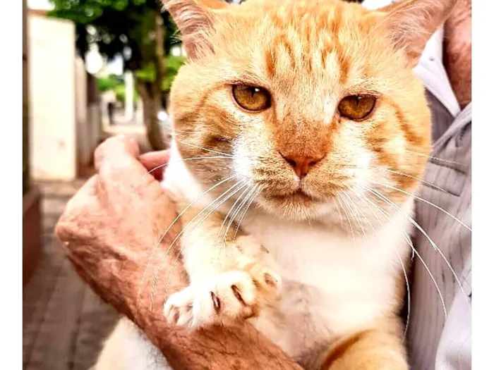 Gato raça SRD-ViraLata idade 3 anos nome GATINHO AMARELO – MARINGÁ/PR