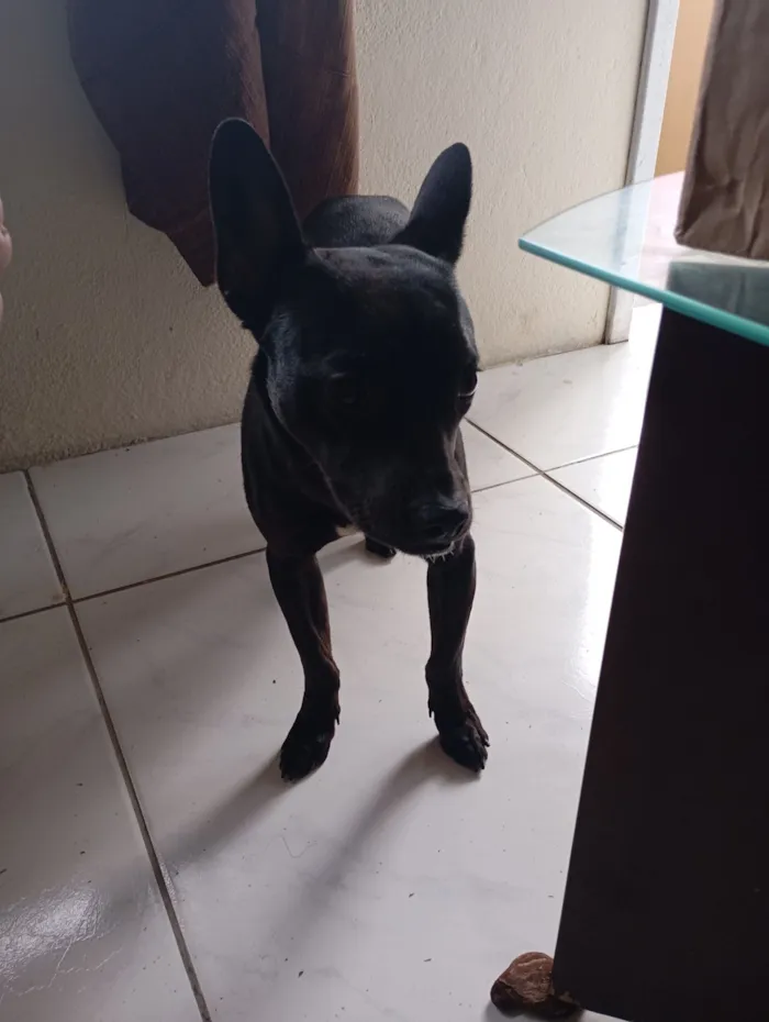 Cachorro raça SRD-ViraLata idade 1 ano nome Brisa 