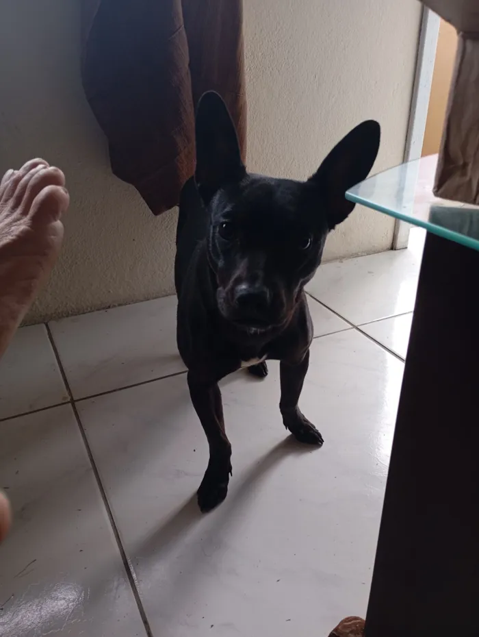 Cachorro raça SRD-ViraLata idade 1 ano nome Brisa 