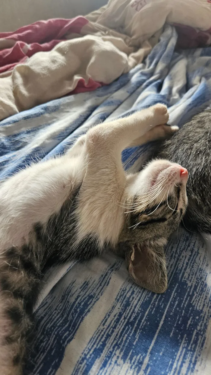 Gato raça SRD-ViraLata idade 2 a 6 meses nome 4 Gatos filhotes de 2 meses 