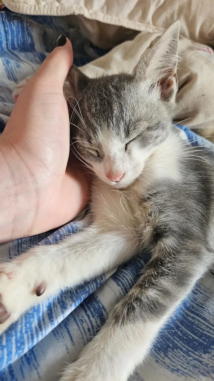 Gato raça SRD-ViraLata idade 2 a 6 meses nome 4 Gatos filhotes de 2 meses 