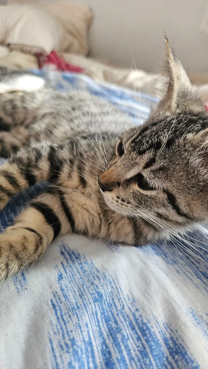 Gato raça SRD-ViraLata idade 2 a 6 meses nome 4 Gatos filhotes de 2 meses 