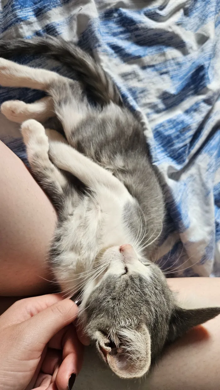 Gato raça SRD-ViraLata idade 2 a 6 meses nome 4 Gatos filhotes de 2 meses 