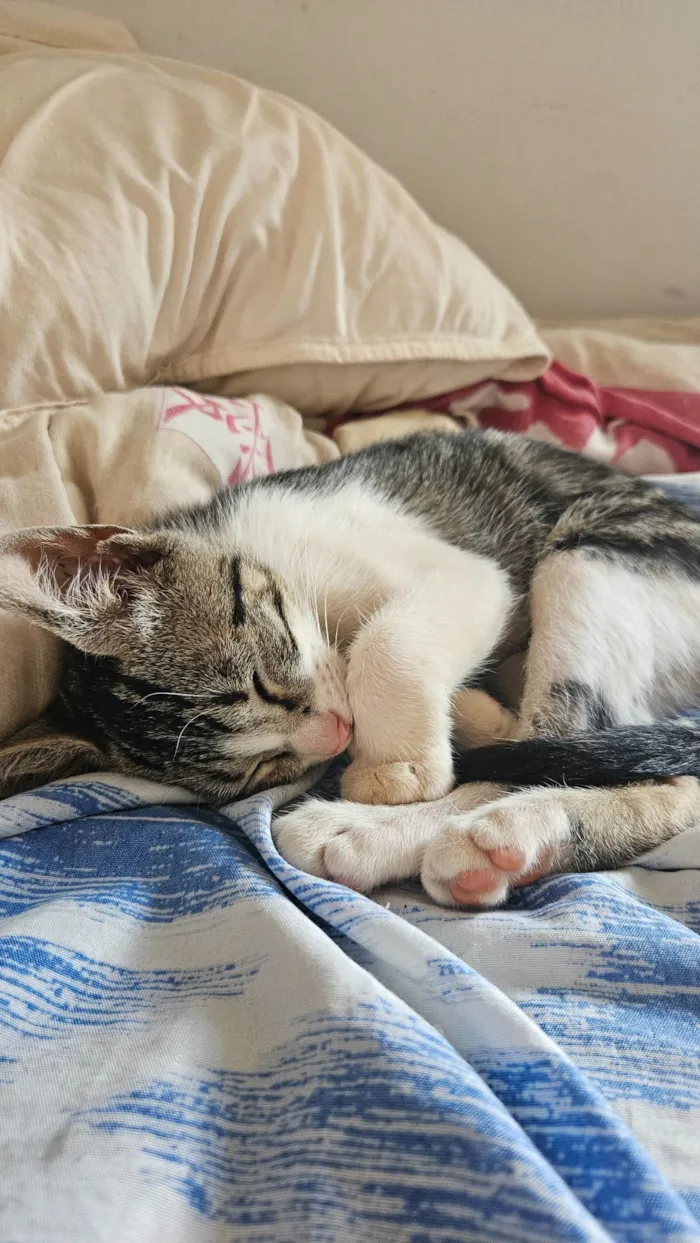 Gato raça SRD-ViraLata idade 2 a 6 meses nome 4 Gatos filhotes de 2 meses 