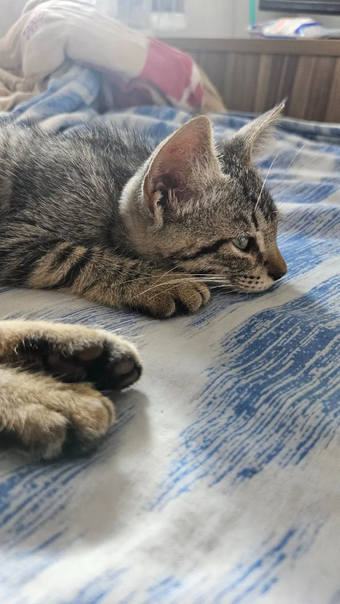 Gato raça SRD-ViraLata idade 2 a 6 meses nome 4 Gatos filhotes de 2 meses 