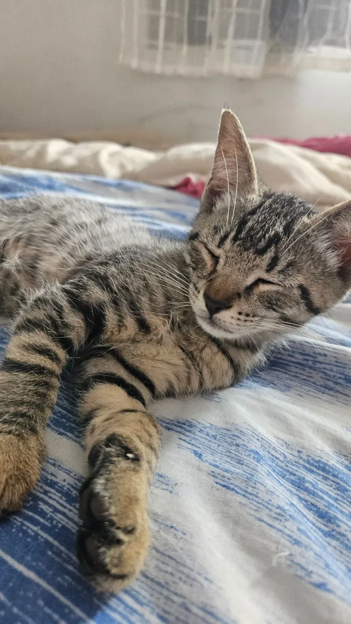 Gato raça SRD-ViraLata idade 2 a 6 meses nome 4 Gatos filhotes de 2 meses 