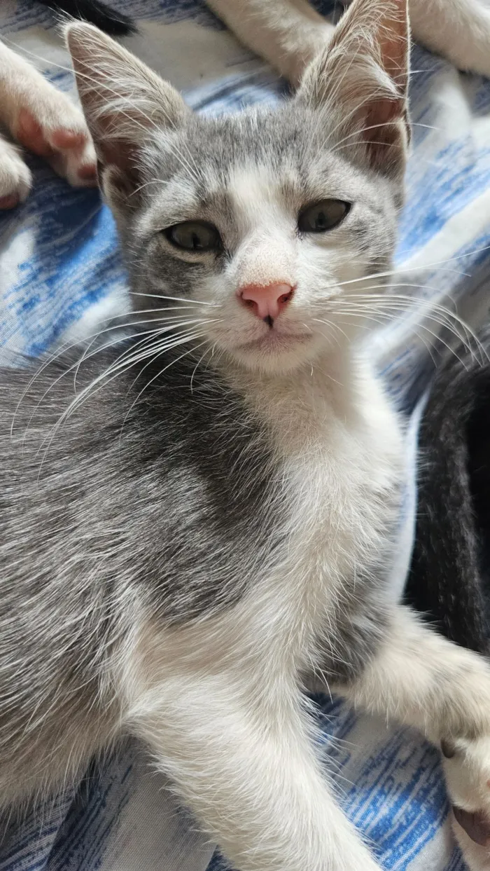 Gato raça SRD-ViraLata idade 2 a 6 meses nome 4 Gatos filhotes de 2 meses 