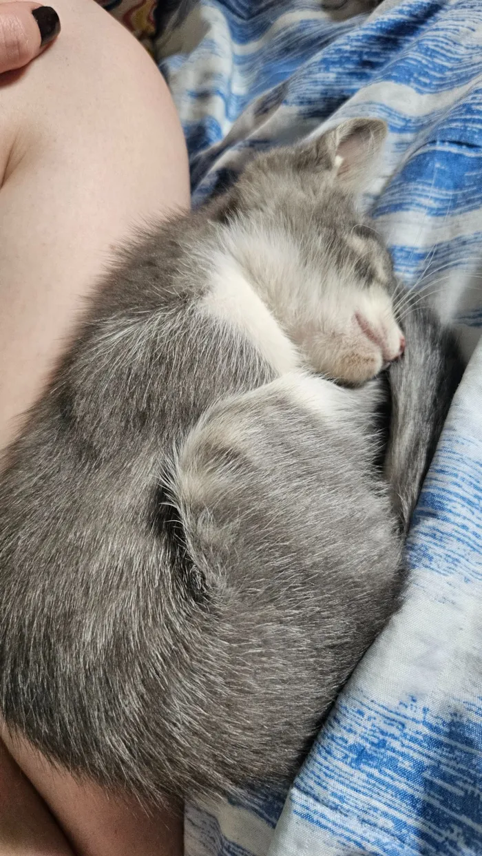 Gato raça SRD-ViraLata idade 2 a 6 meses nome 4 Gatos filhotes de 2 meses 