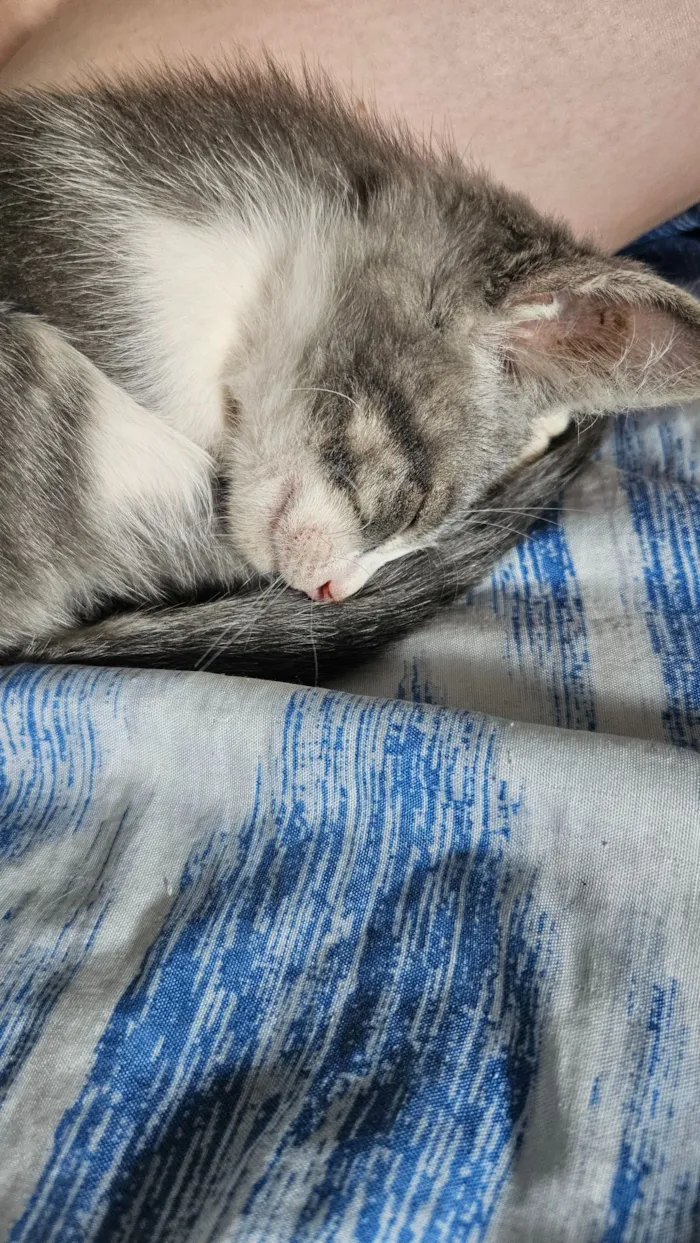 Gato raça SRD-ViraLata idade 2 a 6 meses nome 4 Gatos filhotes de 2 meses 