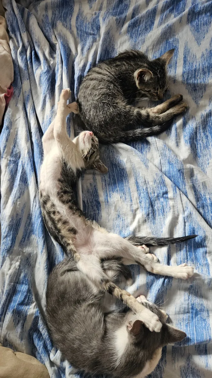 Gato raça SRD-ViraLata idade 2 a 6 meses nome 4 Gatos filhotes de 2 meses 