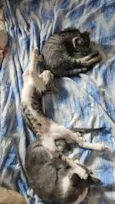 4 Gatos filhotes de 2 meses
