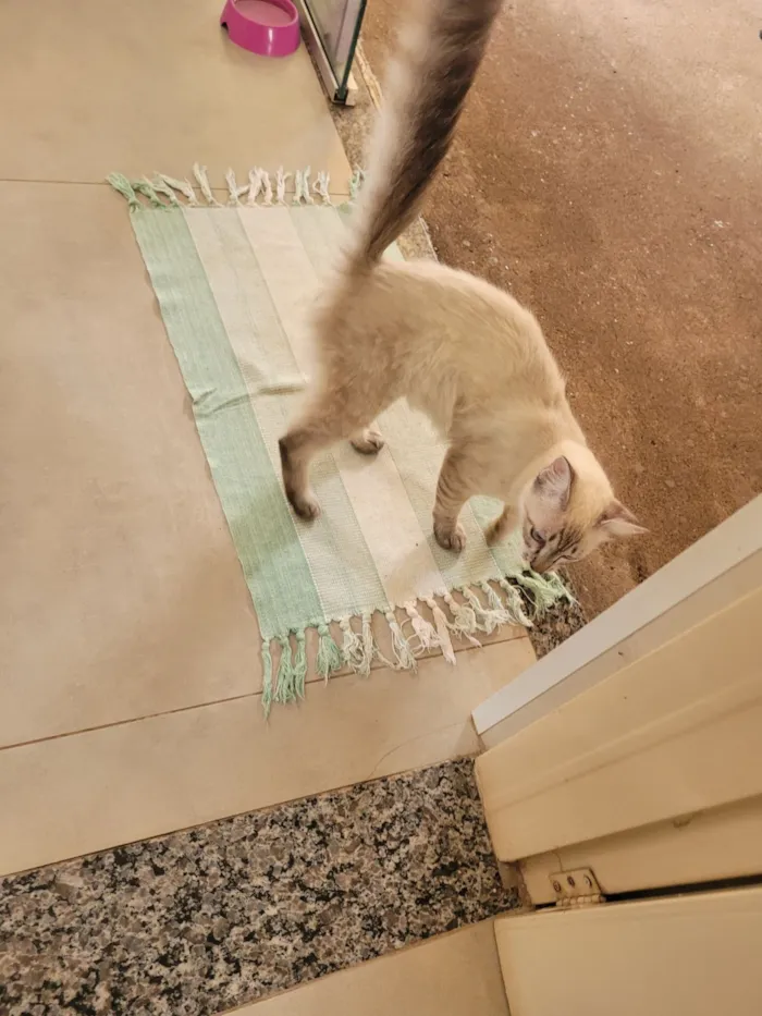 Gato raça SRD-ViraLata idade 2 a 6 meses nome Sem nome