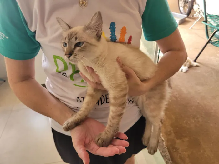 Gato raça SRD-ViraLata idade 2 a 6 meses nome Sem nome