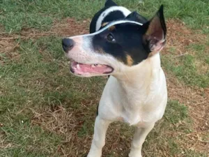 Cachorro raça Pinscher idade 2 a 6 meses nome RAVENA