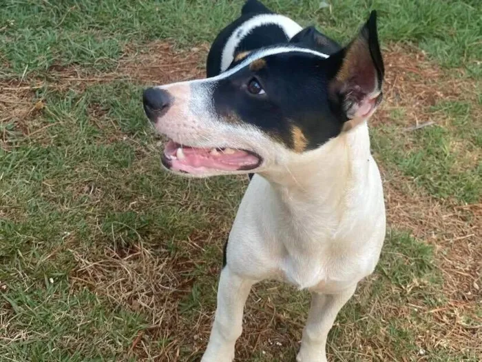 Cachorro raça Pinscher idade 2 a 6 meses nome RAVENA