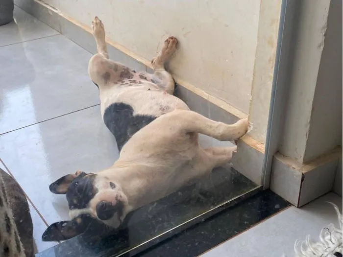 Cachorro raça Pinscher idade 2 a 6 meses nome RAVENA