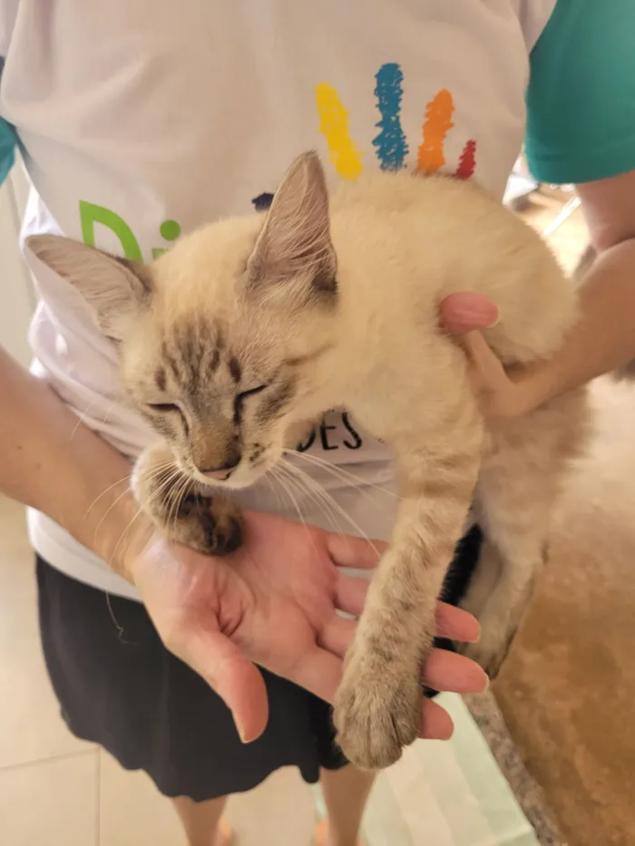 Gato raça SRD-ViraLata idade 2 a 6 meses nome Sem nome