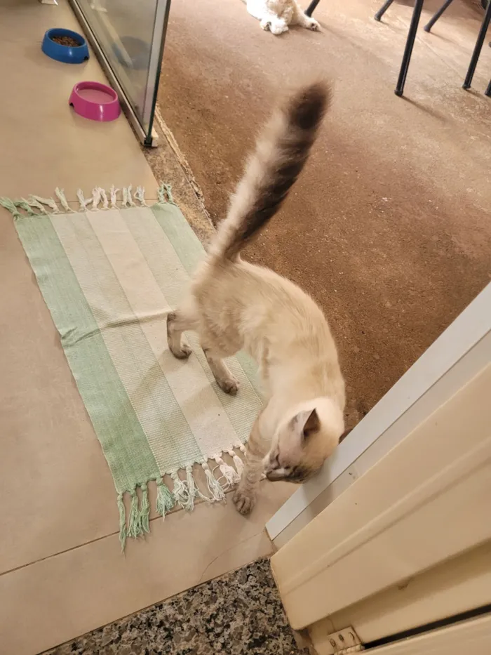 Gato raça SRD-ViraLata idade 2 a 6 meses nome Sem nome